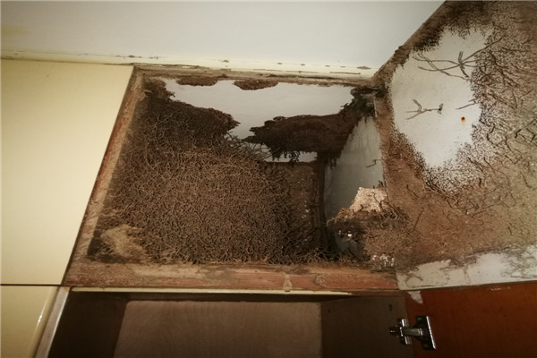 女子家里闹虫灾疑似“白蚁” 橱柜门框被啃食出空洞-东莞灭白蚁中心